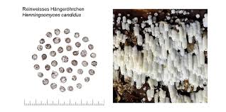 Attēlu rezultāti vaicājumam “Henningsomyces candidus”