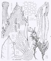 Attēlu rezultāti vaicājumam “Atrichum flavisetum sporophyte”
