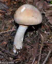 Attēlu rezultāti vaicājumam “Rozites caperata”