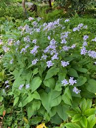 Attēlu rezultāti vaicājumam “Lunaria rediviva leaf”