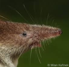 Attēlu rezultāti vaicājumam “Sorex araneus”