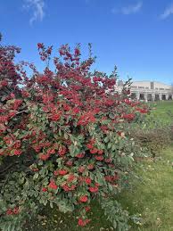 Attēlu rezultāti vaicājumam “Cotoneaster multiflorus fruit”