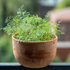 Attēlu rezultāti vaicājumam “Anethum graveolens leaf”