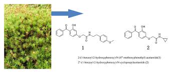 Attēlu rezultāti vaicājumam “Polytrichastrum pallidisetum cells”