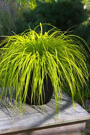 Attēlu rezultāti vaicājumam “Carex loliacea leaf”