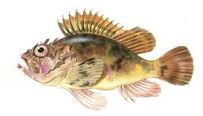 Image result for Scorpaena porcus