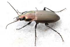 Attēlu rezultāti vaicājumam “Poecilus versicolor”