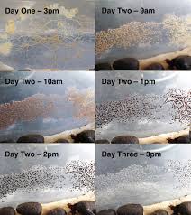 Attēlu rezultāti vaicājumam “Physarum daamsii spores”