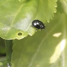 Attēlu rezultāti vaicājumam “Phaedon cochleariae”