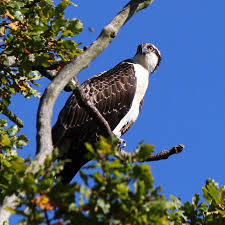 Attēlu rezultāti vaicājumam “Pandion haliaetus”