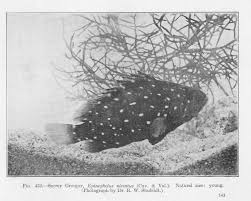 Image result for Hyporthodus niveatus