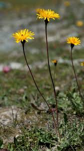 Attēlu rezultāti vaicājumam “Leontodon hispidus”