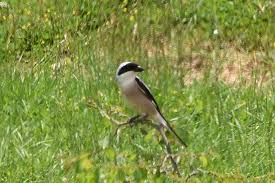 Image result for Lanius minor