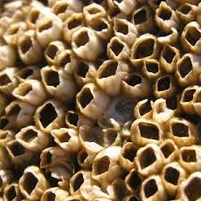 Attēlu rezultāti vaicājumam “Balanus improvisus”