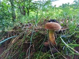 Attēlu rezultāti vaicājumam “Boletales”