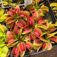 Attēlu rezultāti vaicājumam “Diachea muscorum young”