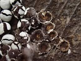 Attēlu rezultāti vaicājumam “Diderma sp.”