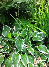 Image result for Hosta fortunei albomarginata