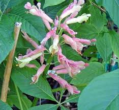 Attēlu rezultāti vaicājumam “Aesculus x neglecta flower”