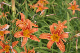 Attēlu rezultāti vaicājumam “Hemerocallis lilioasphodelus flower”