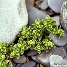 Attēlu rezultāti vaicājumam “Honckenya peploides fruit”