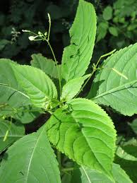 Attēlu rezultāti vaicājumam “Impatiens parviflora”