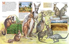 Image result for Reading Kangaroos