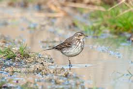 Image result for Anthus spinoletta