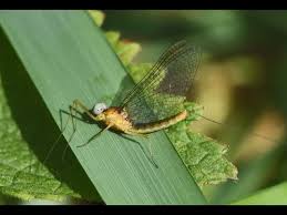 Attēlu rezultāti vaicājumam “Heptagenia sulphurea”