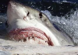 Image result for Carcharodon carcharias