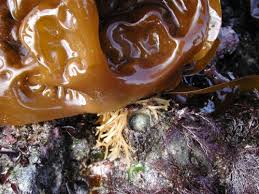 Attēlu rezultāti vaicājumam “Trichia alpina sessile”