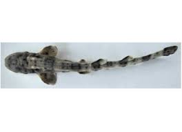 Image result for Scyliorhinus stellaris