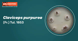 Attēlu rezultāti vaicājumam “Claviceps purpurea”