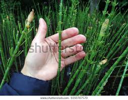 Attēlu rezultāti vaicājumam “Equisetum palustre”