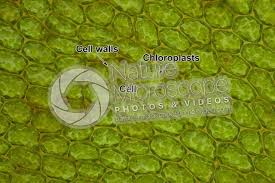 Attēlu rezultāti vaicājumam “Plagiomnium undulatum”