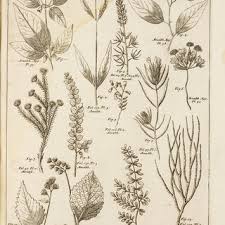 Attēlu rezultāti vaicājumam “Chiloscyphus polyanthos”