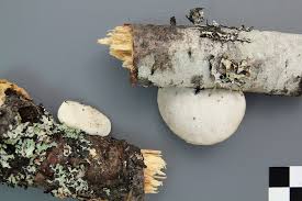 Attēlu rezultāti vaicājumam “Tyromyces chioneus”