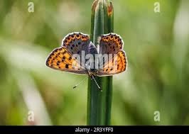Attēlu rezultāti vaicājumam “Lycaena tityrus female”