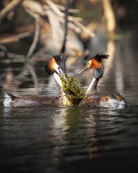 Attēlu rezultāti vaicājumam “Podiceps cristatus adult”