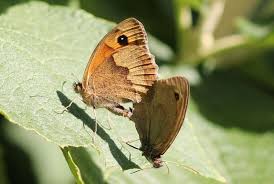 Attēlu rezultāti vaicājumam “Maniola jurtina female”