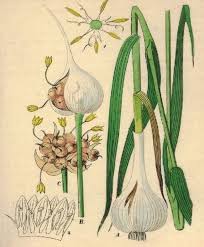 Attēlu rezultāti vaicājumam “Allium sativum”