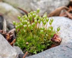 Attēlu rezultāti vaicājumam “Physcomitrium pyriforme”