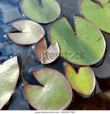 Attēlu rezultāti vaicājumam “Nymphaea alba leaf”