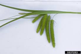 Attēlu rezultāti vaicājumam “Carex pseudocyperus fruit”