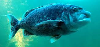 Image result for Cymatoceps nasutus