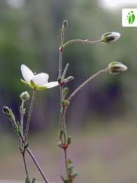 Attēlu rezultāti vaicājumam “Sagina nodosa”
