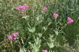 Attēlu rezultāti vaicājumam “Silene borysthenica bud”