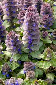 Attēlu rezultāti vaicājumam “Ajuga pyramidalis”