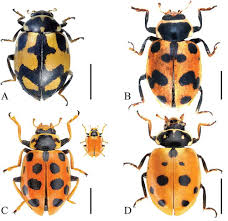 Attēlu rezultāti vaicājumam “Hippodamia tredecimpunctata”