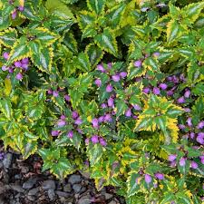 Attēlu rezultāti vaicājumam “Lamium”